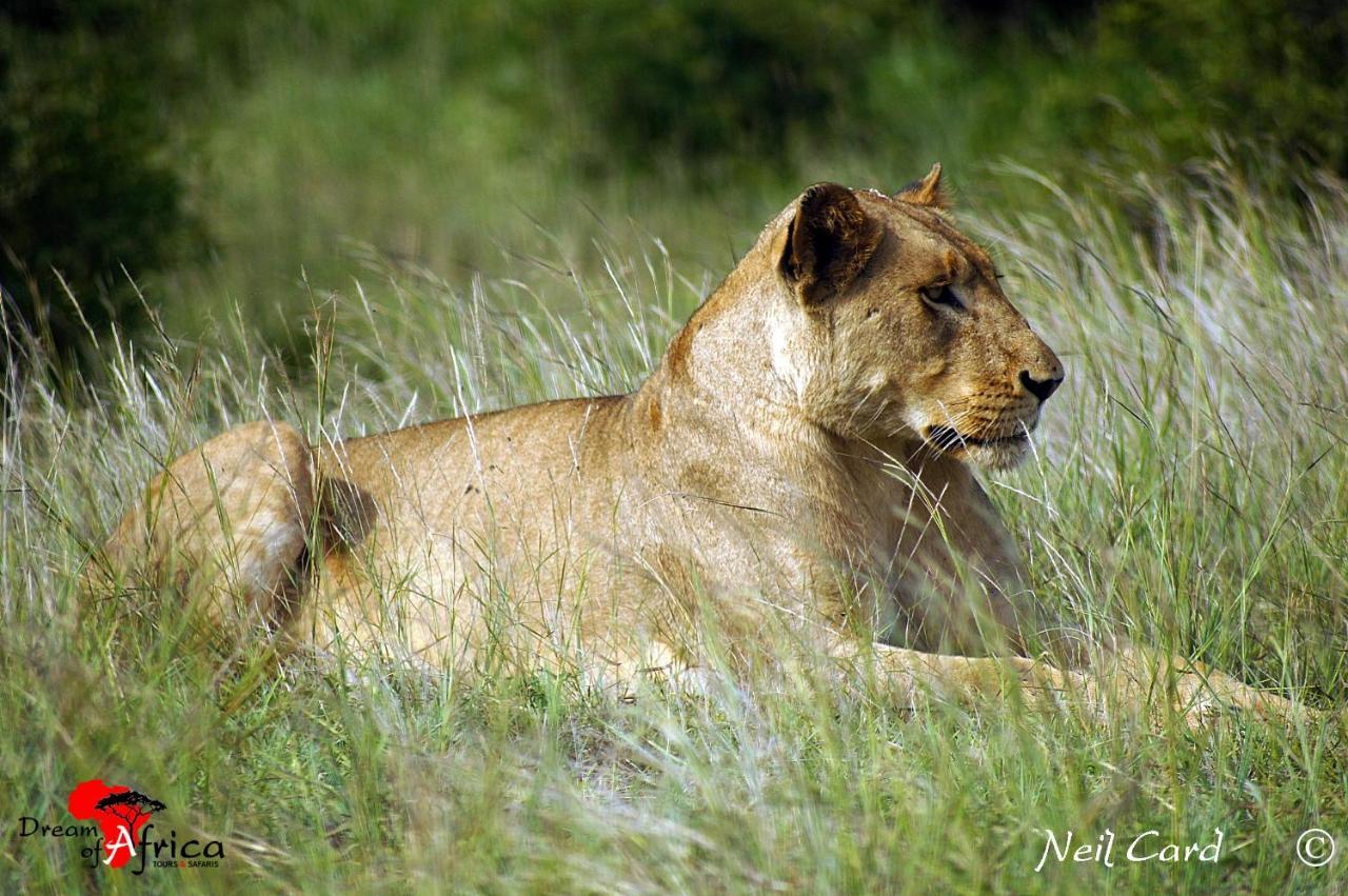 Dream Of Africa Bush Lodge Marloth Park Exterior photo